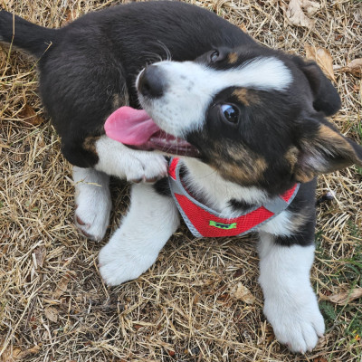 Étalon Welsh Corgi Cardigan - Zhaya 
