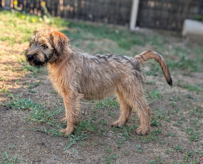 Étalon Irish Soft Coated Wheaten Terrier - BETTY BOOP 