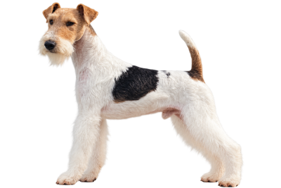 Étalon Fox Terrier Poil Dur - CH. Titre Initial Gavrilos jerry