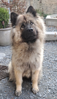 Étalon Eurasier - Uhna Titre Initial