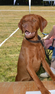 Étalon Braque hongrois à poil court (Vizsla) - Adele de la Baraudrerie