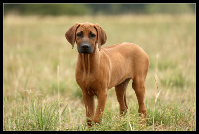 Étalon Rhodesian Ridgeback - Jasiri Ndimu Afrykanska Sfora