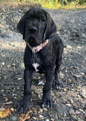 Étalon Dogue allemand - Bella 