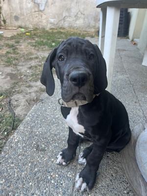 Étalon Dogue allemand - baya 