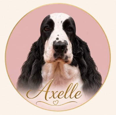 Étalon Cocker Spaniel Anglais - AXELLE  Des Hurlevents De Nuas
