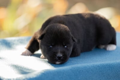 Étalon Siberian Husky - BLACK PANTHER ZORSKY 