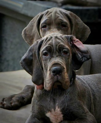 Étalon Dogue allemand - BÉTSABHÉE BANSHEE 