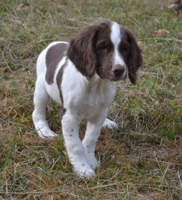 Étalon English Springer Spaniel - Bird 