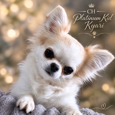 Étalon Chihuahua - CH. platinum kid KYARI