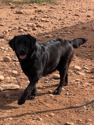 Étalon Labrador Retriever - ULANA du clos du barrian