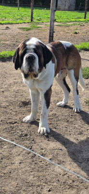 Étalon Chien du Saint-Bernard - ALPHA Du Monde De Sténa