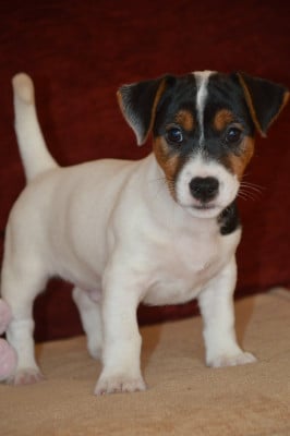 Étalon Jack Russell Terrier - Balcko Des as du roc