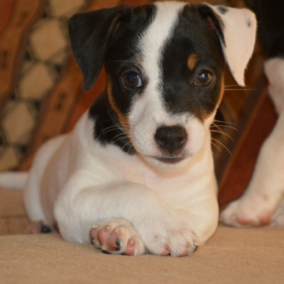 Étalon Jack Russell Terrier - Brooklynn Des as du roc