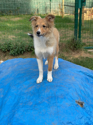 Étalon Shetland Sheepdog - Brillante Bridget Ori du Jardin d'Aouregan 