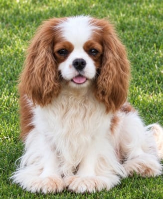 Étalon Cavalier King Charles Spaniel - Athena des Bulgarians