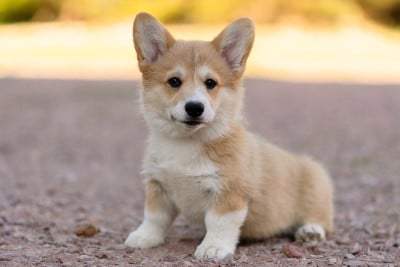 Étalon Welsh Corgi Pembroke - Birna Valhalla Des Contes Celtiques