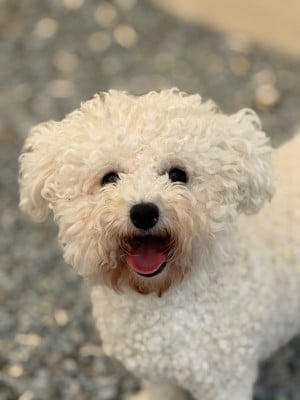 Étalon Bichon Frise - Veloutée du moulin de madjurie
