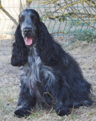 Étalon Cocker Spaniel Anglais - ATLAS STAR WOMAN  du charme aux loups