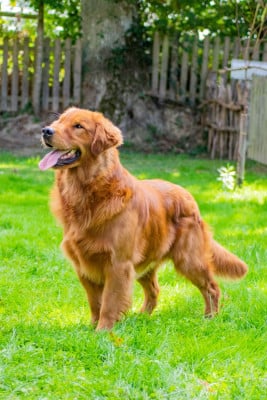 Étalon Golden Retriever - yellowhouse Dr Tyson