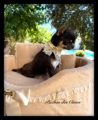 Étalon Chihuahua - APPLE Des Petits Diamants Précieux