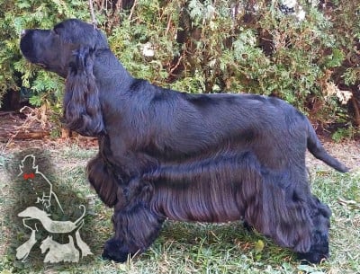 Étalon Cocker Spaniel Anglais - CH. Alto des Fleurs de Garrigues