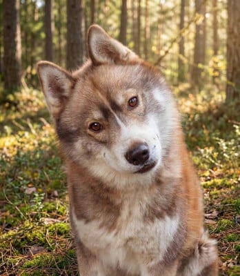 Étalon Siberian Husky - Vade retro lilith Of Moonlight's Rhapsody