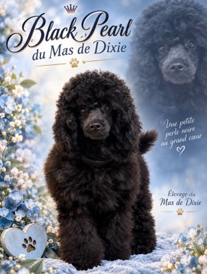 Étalon Caniche - Black pearl du mas de dixie 