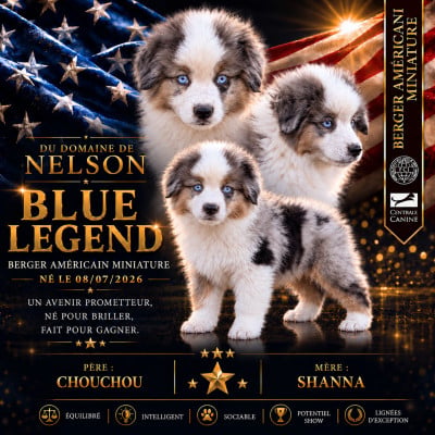 Étalon Berger Américain Miniature  - BLUE LEGEND du domaine de nelson