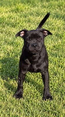 Étalon Staffordshire Bull Terrier - Back to Once Upon a Time Des Guerriers Pacifiques