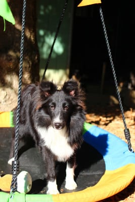 Étalon Shetland Sheepdog - BAÏKALE Des Monts D'Alavardi