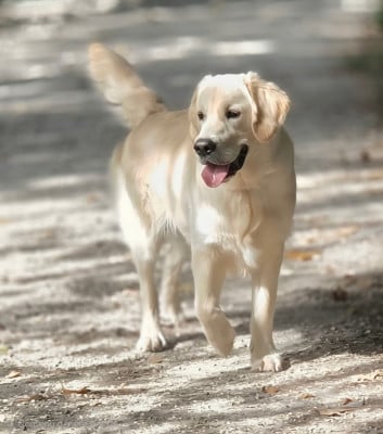 Étalon Golden Retriever - Bob l'éponge Des Jardins D'Epona