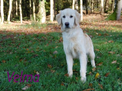 Étalon Golden Retriever - VELMA du jardin de boheme