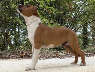 Étalon Staffordshire Bull Terrier - Beowulf Niños 