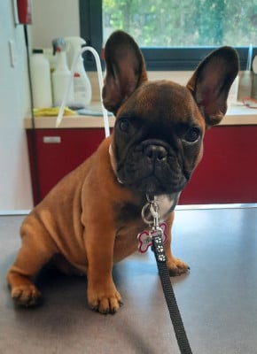 Étalon Bouledogue français - Bounty Du Bois D'Athée
