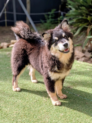 Étalon Chien finnois de Laponie - Bonheur Parfait Du Temple Namasté De Benthéa