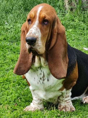 Étalon Basset Hound - Agathe Des Parfums De Saigon