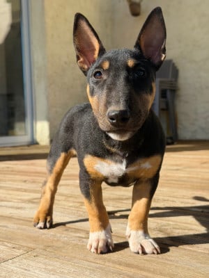 Étalon Bull Terrier Miniature - Barbie Girl Des Minis De Belzebulls