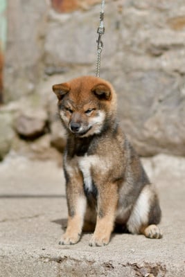 Étalon Shiba - Baker Street Adler Nanaka de la Nouvelle Aube