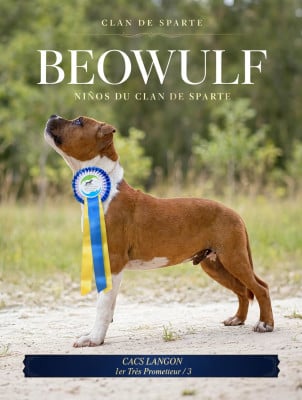 Étalon Staffordshire Bull Terrier - Beowulf Niños 