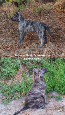 Étalon Berger hollandais - Broussaille du domaine des Sphinx Noirs