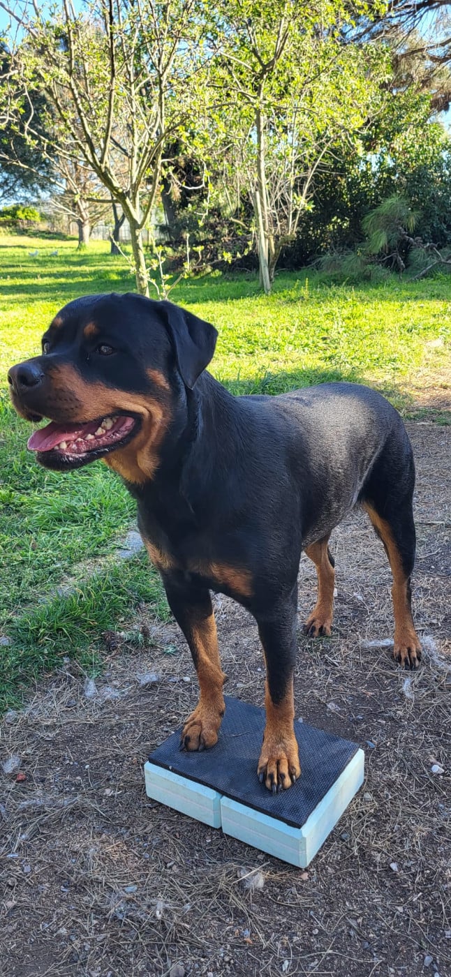 Les Rottweiler de l'affixe   Des Minis Aventuriers De Niky