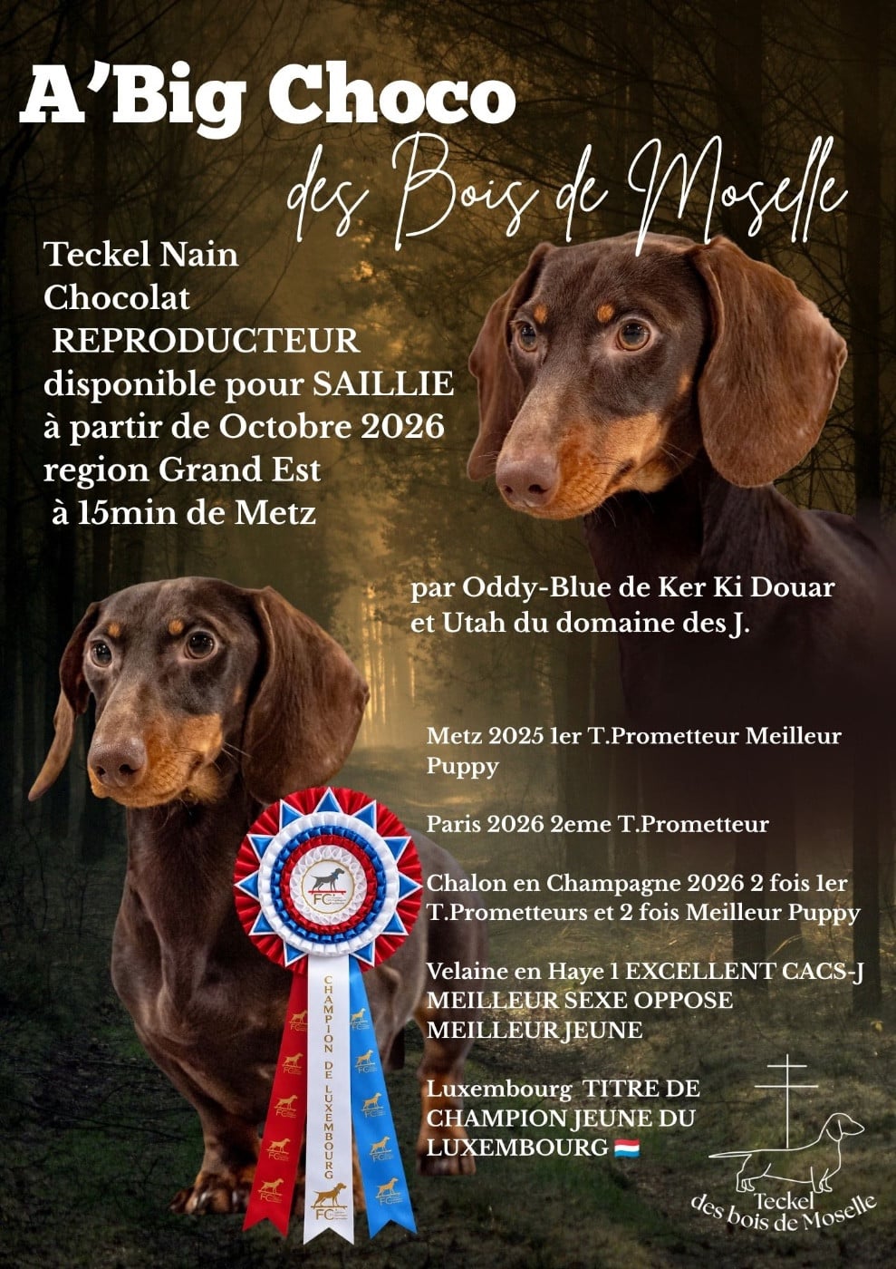 Publication : Des Bois De Moselle  