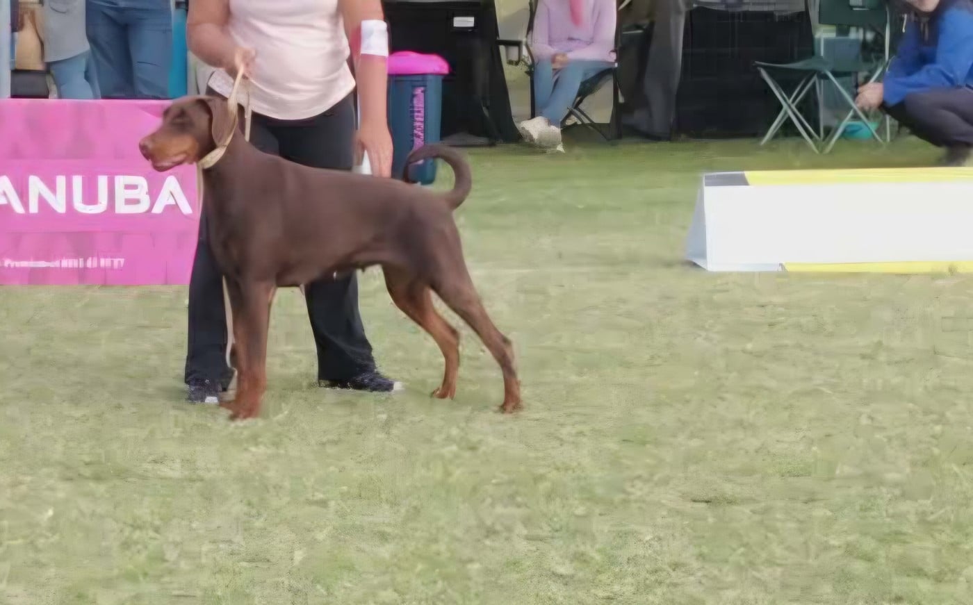 Les Dobermann de l'affixe   Du Domaine De Clérik