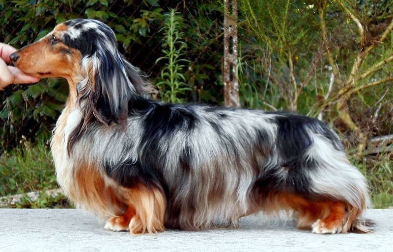 CH. peace hip Jp meru silver prince