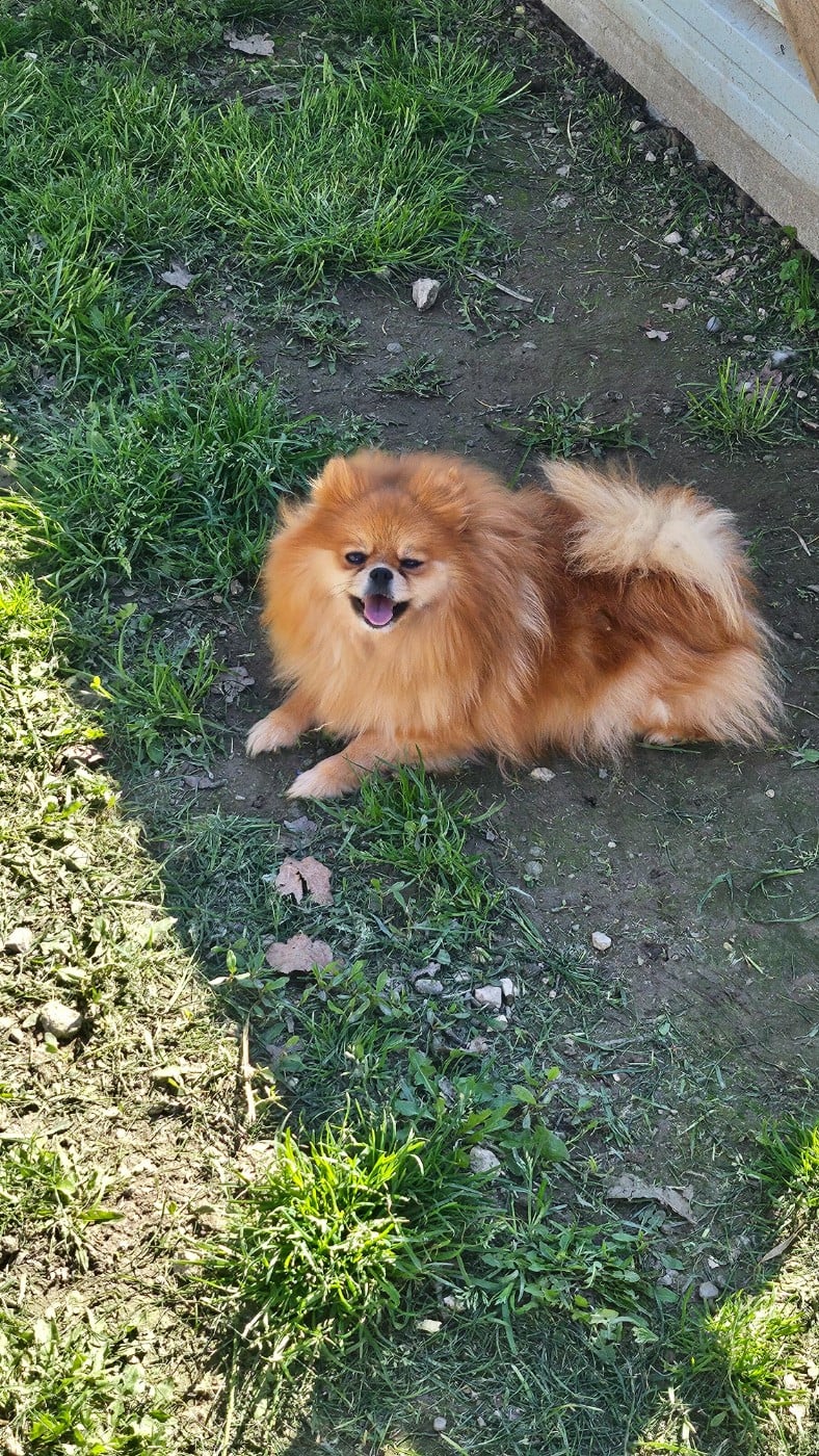 Czarina (Sans Affixe)