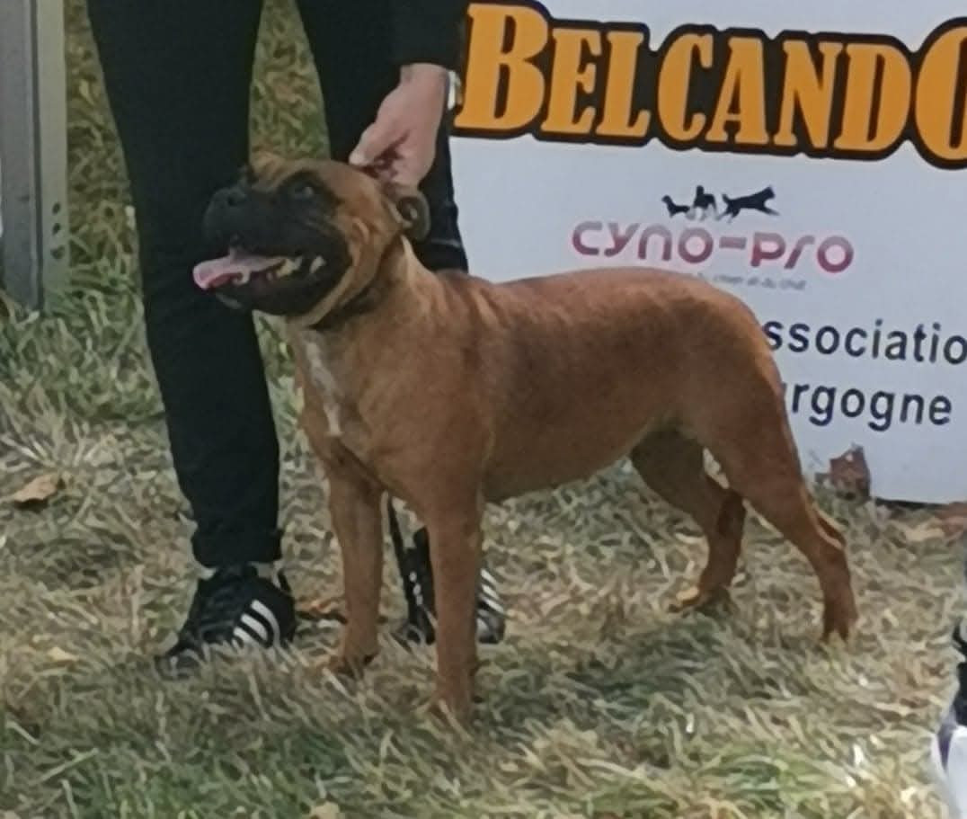 Les Staffordshire Bull Terrier de l'affixe   Des Dieux De L'arène
