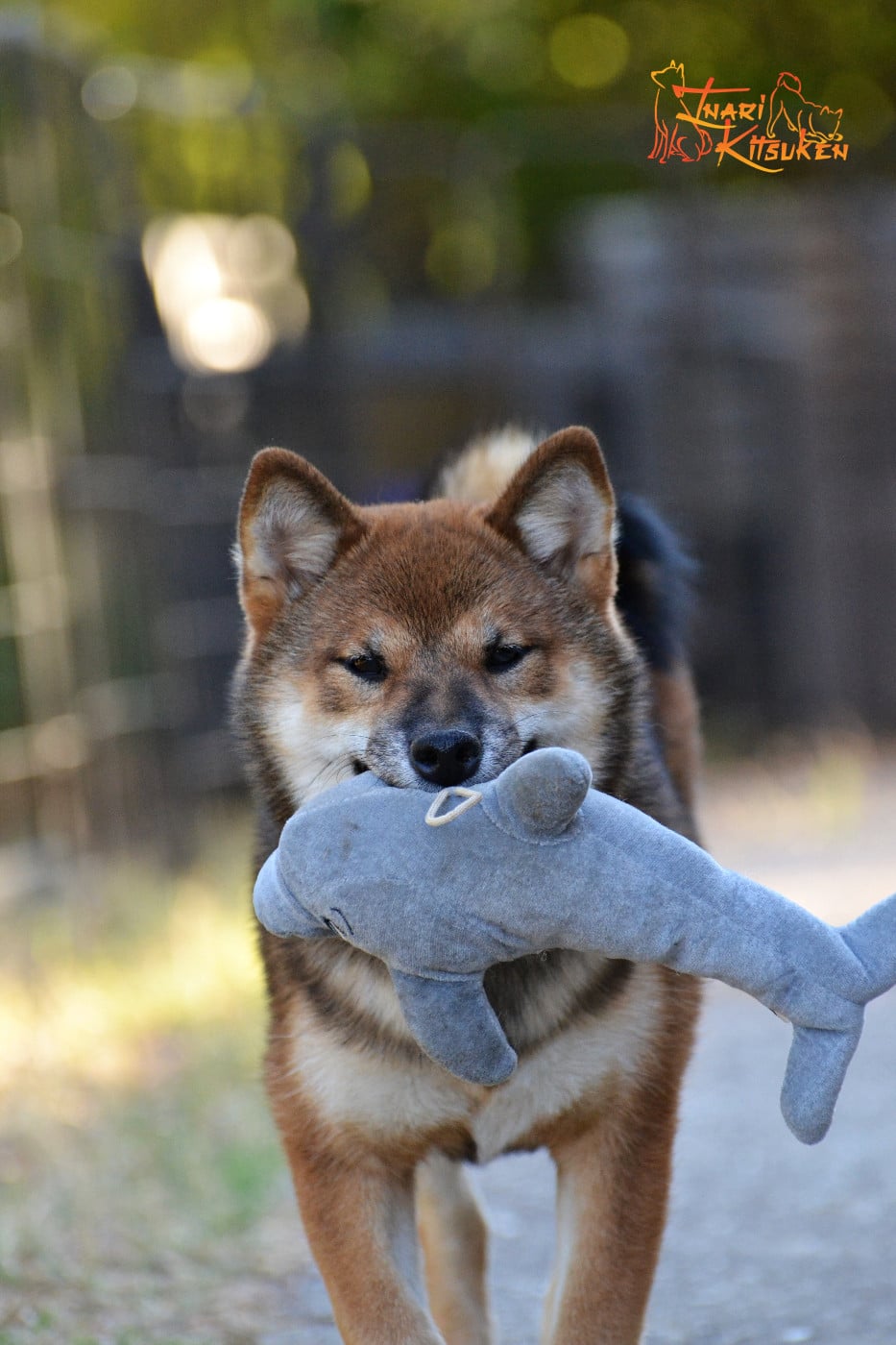 Publication : Go Inari Kitsuken  