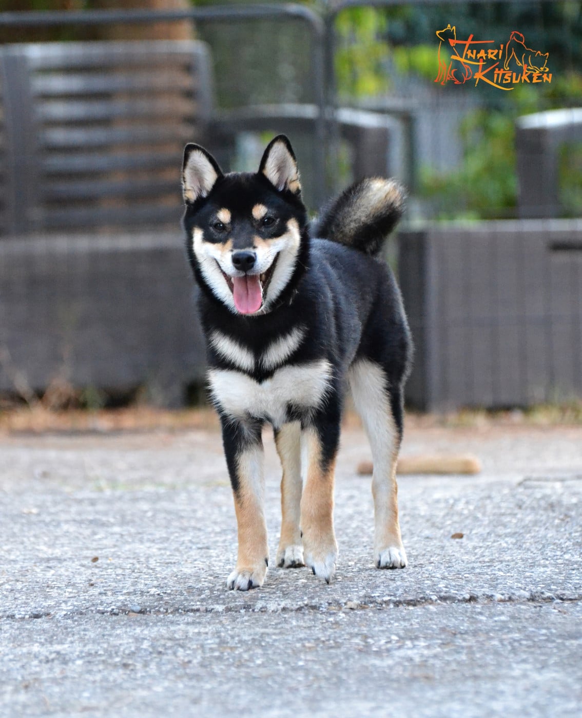 Publication : Go Inari Kitsuken  