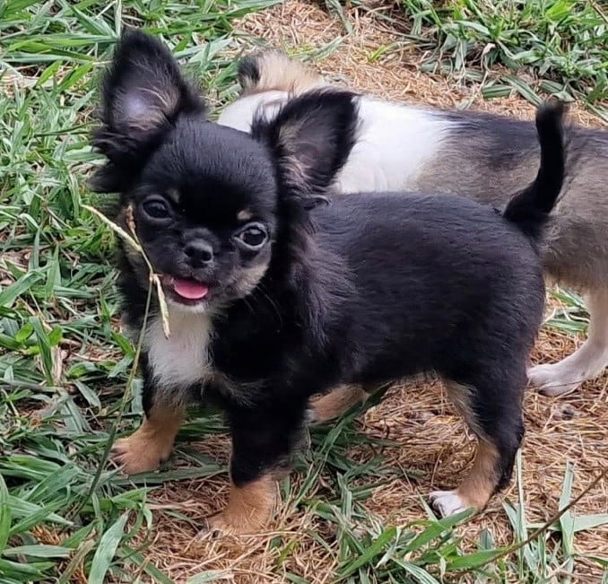 Les Chihuahua de l'affixe   Prestige Line