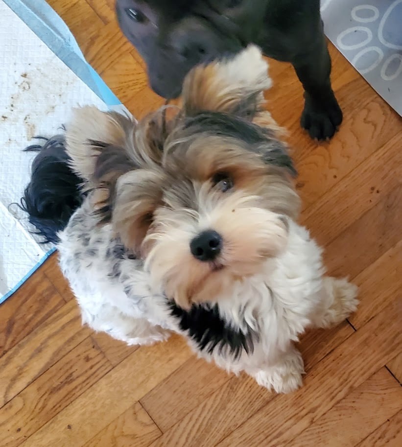 Les Biewer Terrier de l'affixe   des chemins du bout du monde